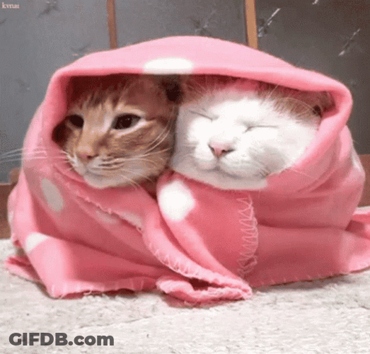 Cute Cats In Blanket GIF