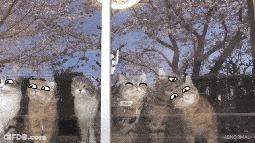 Cute Cats Lick Doodle Eyes GIF