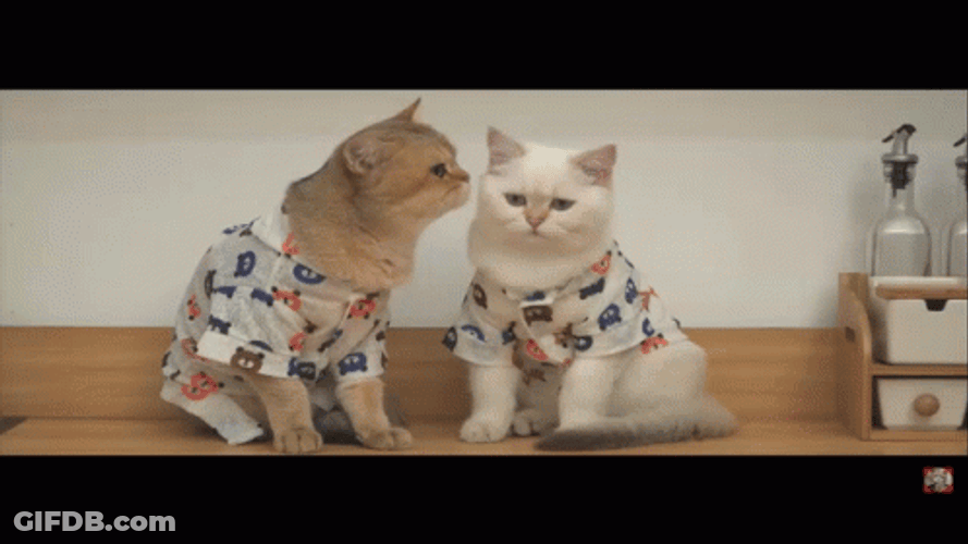 Cute Cats Licking Each Other GIF