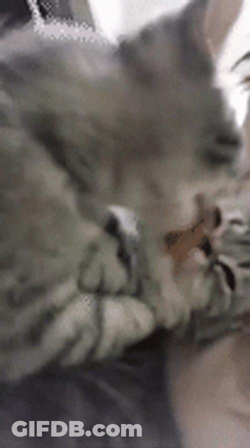 Cute Cats Licking Face GIF