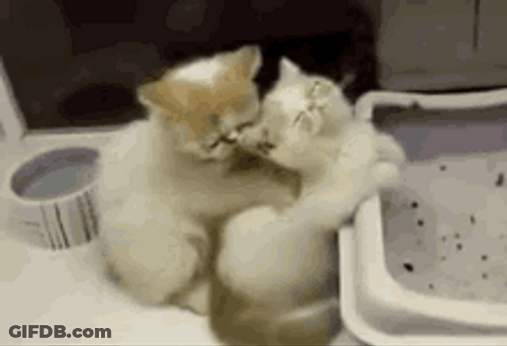 Cute Cats Massage GIF