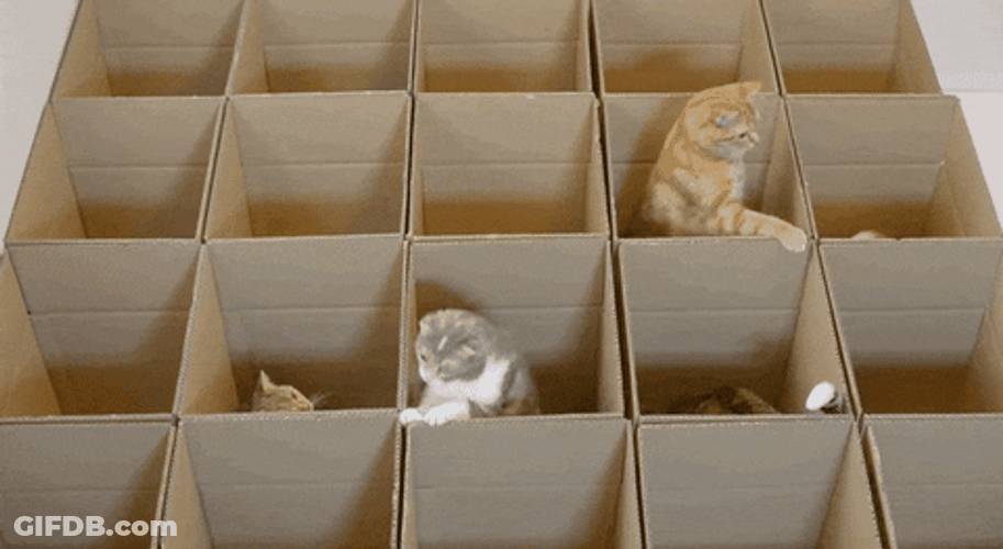 Cute Cats Playing On Box GIF