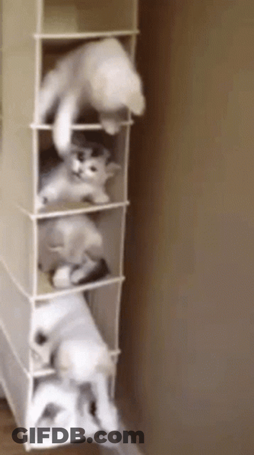 Cute Cats Playing On Shelf GIF