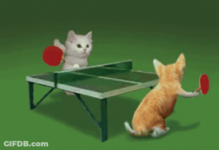 Cute Cats Playing Table Tennis GIF