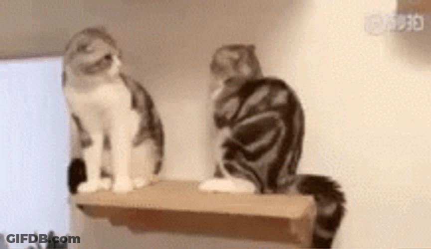 Cute Cats Push Fight GIF