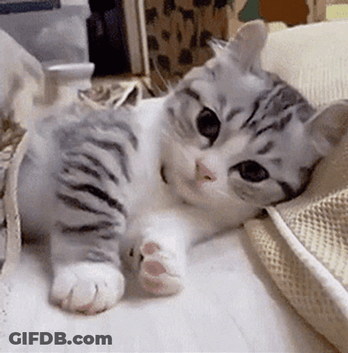 Cute Cats Rolling On Bed GIF