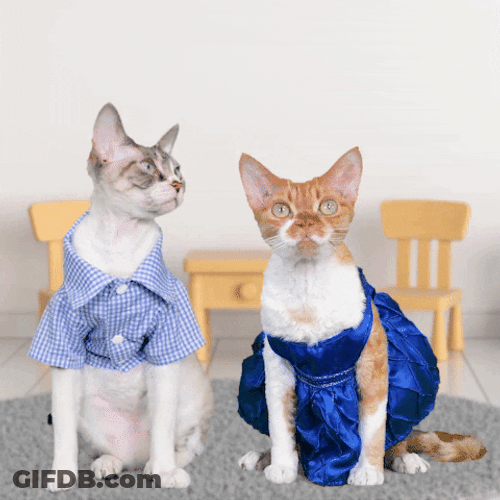 Cute Cats Thank You GIF