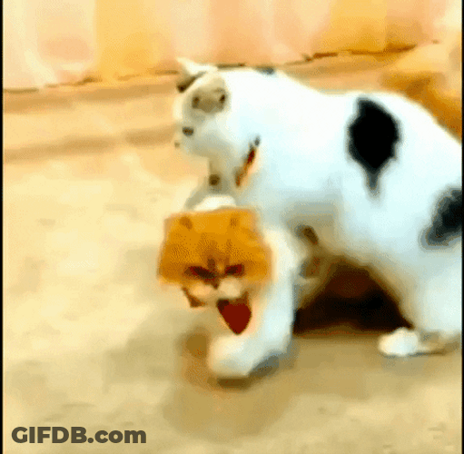 Cute Cats Tricks GIF