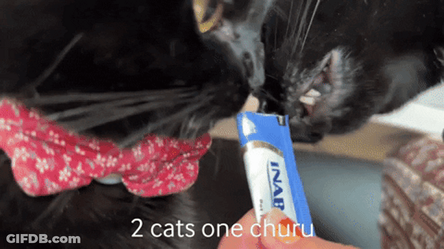 Cute Cats Two Cats One Churu GIF