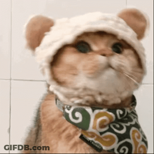 Cute Cats With Headband GIF