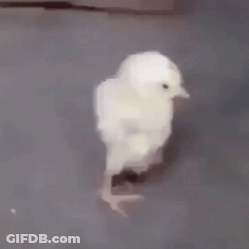 Cute Chick Back Stretch GIF