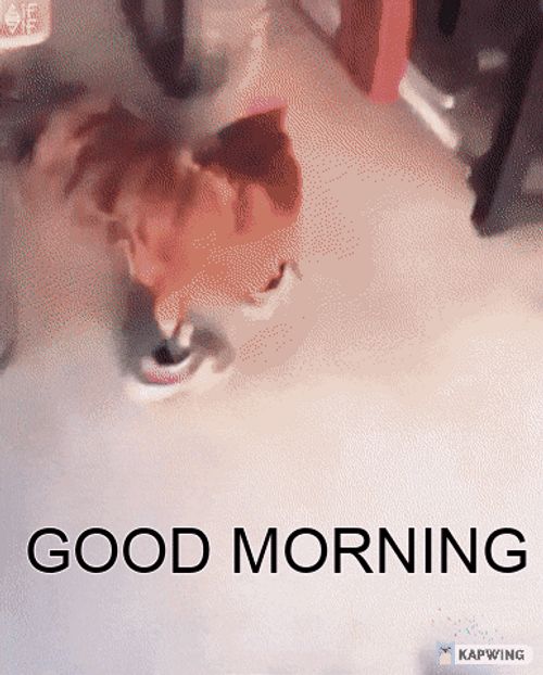 Cute Chicken Wearing Shoes Good Morning GIF