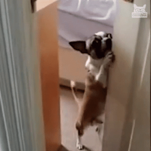 Cute Chihuahua Closing Door GIF
