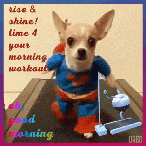 Cute Chihuahua In Treadmill For Good Morning Exercise GIF