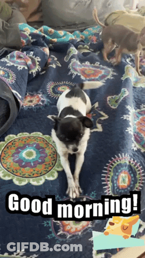 Cute Chihuahua Morning Stretch Good Morning Puppy GIF