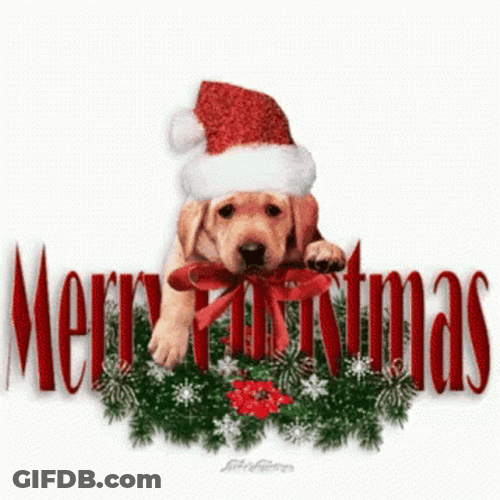Cute Christmas Dog Merry Christmas GIF