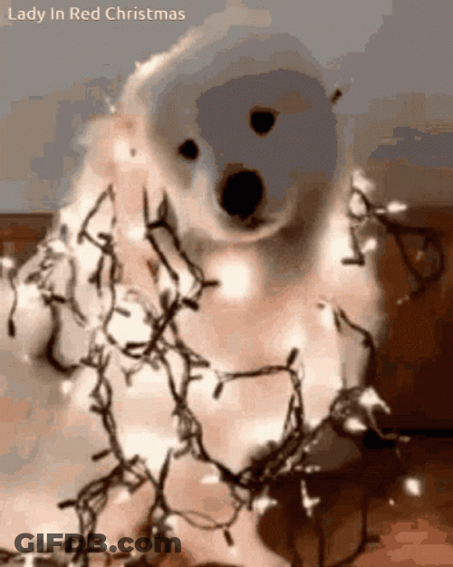 Cute Christmas Dog Wearing Christmas Lights GIF