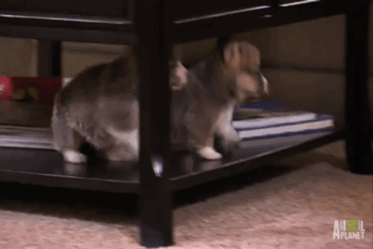 Cute Chubby Puppies Sliding GIF