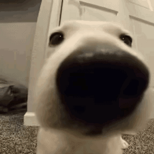 Cute Close Up Dog Sniffing GIF