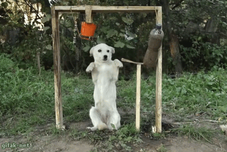 Cute Clueless Dog GIF