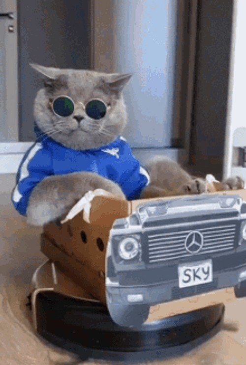Cute Cool Cat Riding Improvised Toy Car GIF