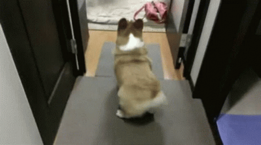 Cute Corgi Dog Wiggle GIF
