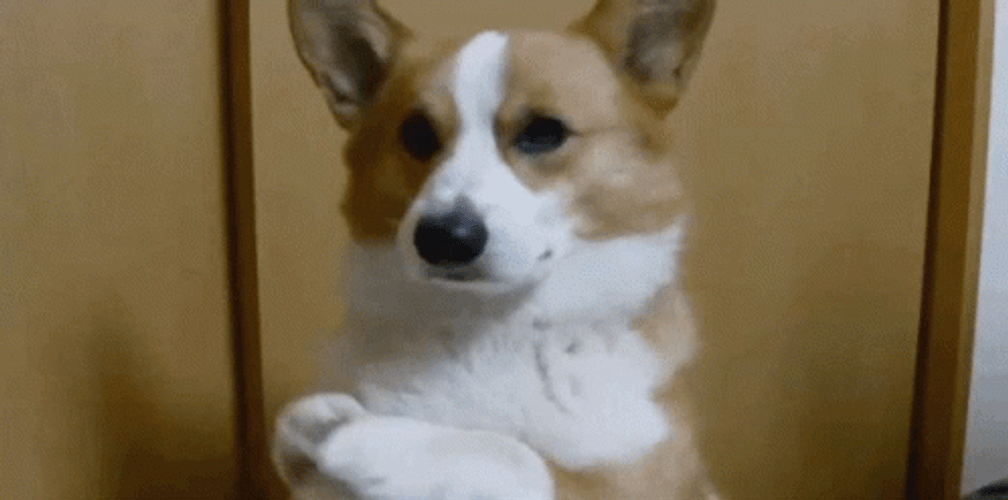 Cute Corgi Hands Together GIF