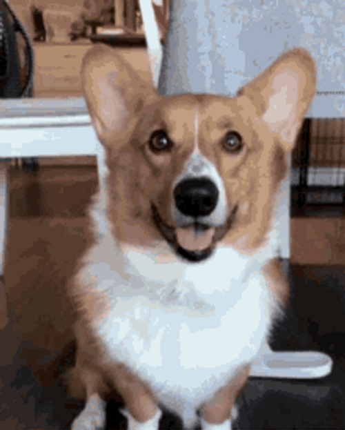 Cute Corgi Heart GIF