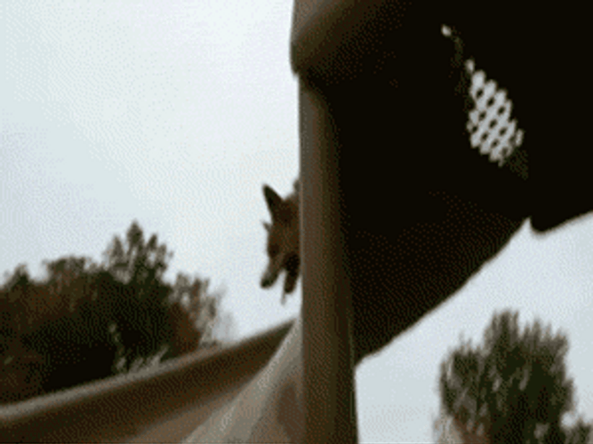 Cute Corgi Slide Down GIF