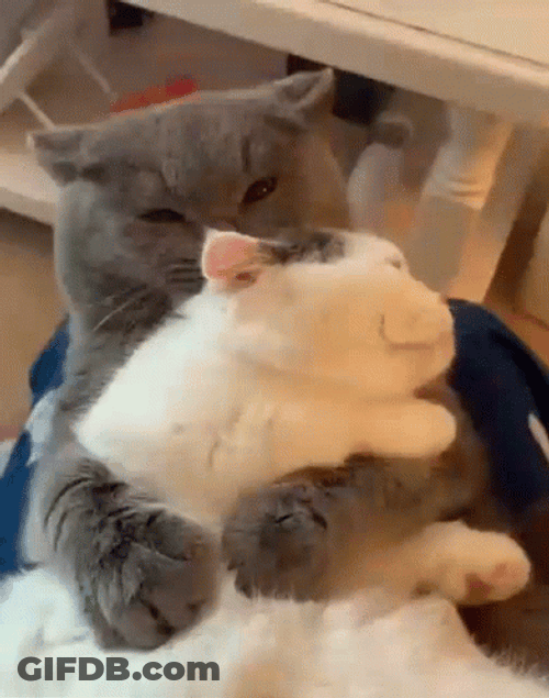 Cute Couple Cat Snuggles GIF