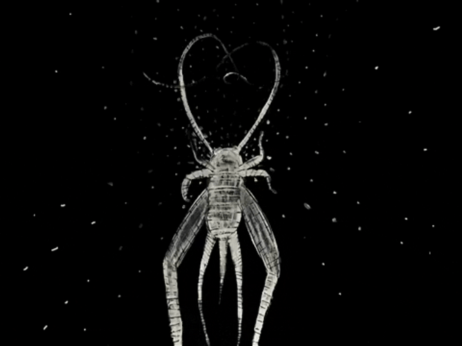 Cute Crickets Dancing Antennae GIF