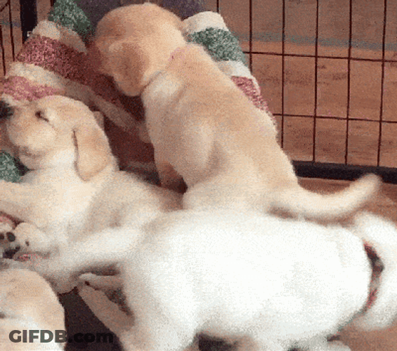 Cute Cuddle  Sleeping Puppies GIF
