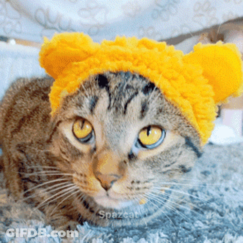 Cute Curious Kitty Looks Up GIF