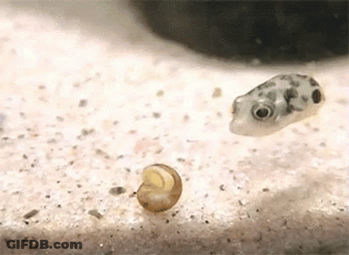 Cute Curious Pufferfish Look GIF
