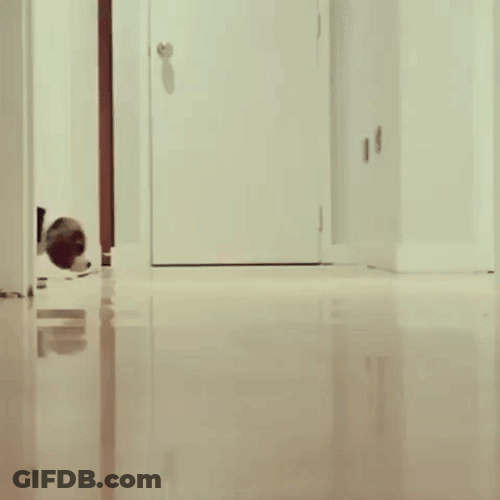 Cute Curious Puppies Sniffing GIF