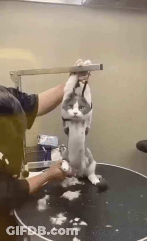 Cute Cut Undergoes Shaving Operation GIF