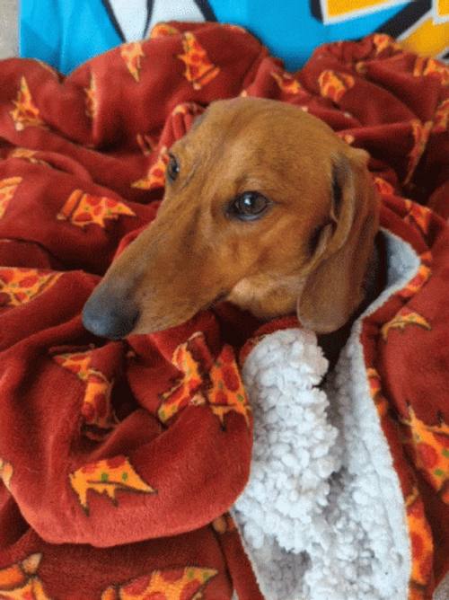 Cute Dachshund Dog Staring GIF