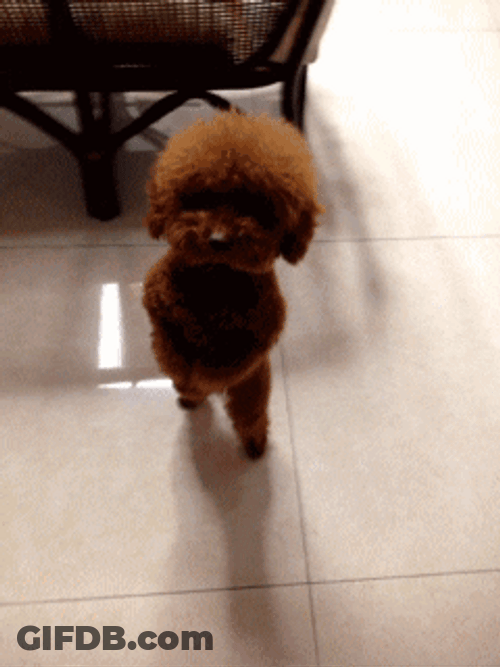 Cute Dancing Dog In Two Feet GIF