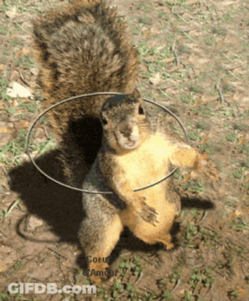 Cute Dancing Squirrel Hula Hoop GIF
