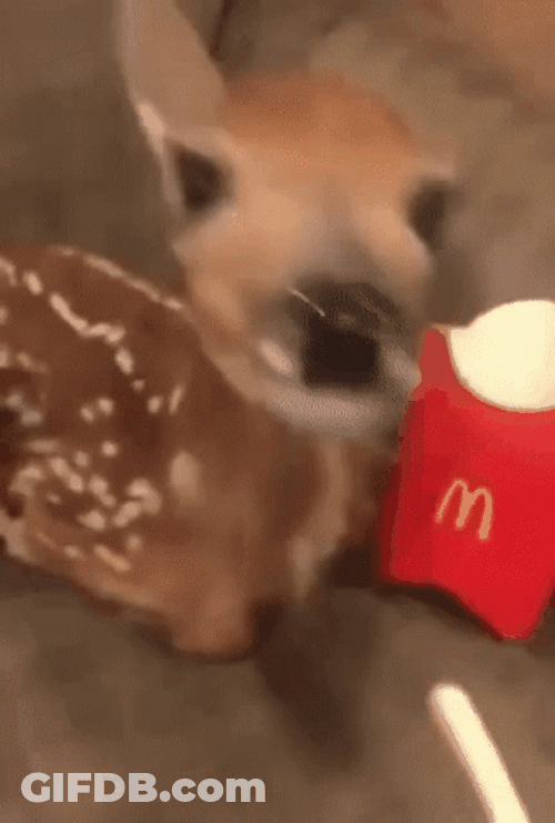 Cute Deer Eating McDonalds Fries GIF