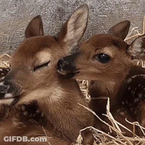 Cute Deer Licking GIF