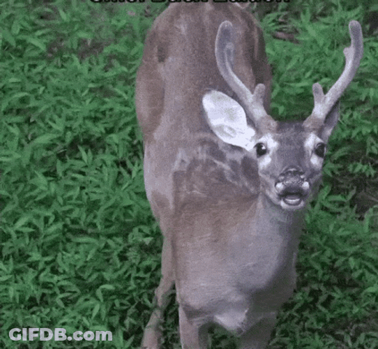 Cute Deer Sniffing GIF
