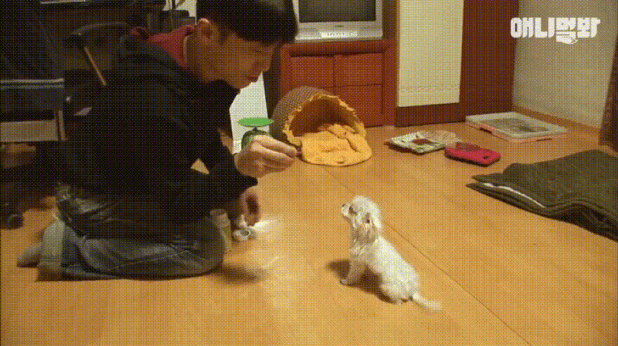 Cute Dog Adorable Paw GIF