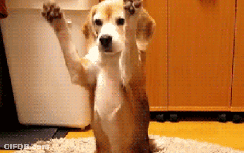 Cute Dog Ball Play GIF
