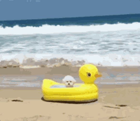 Cute Dog Beach Day GIF