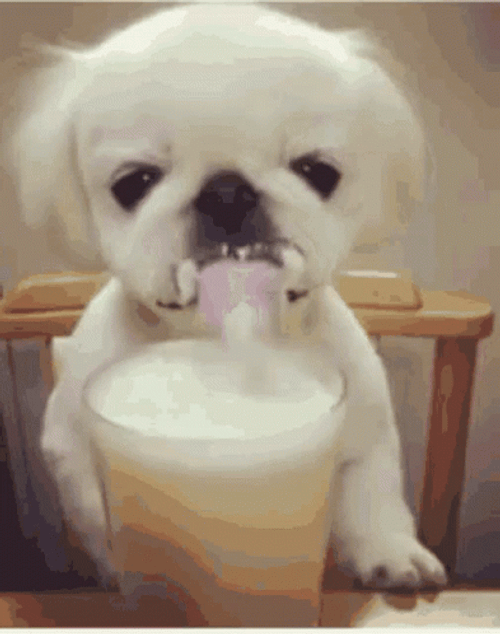 Cute Dog Beer Chug Challenge Lick GIF