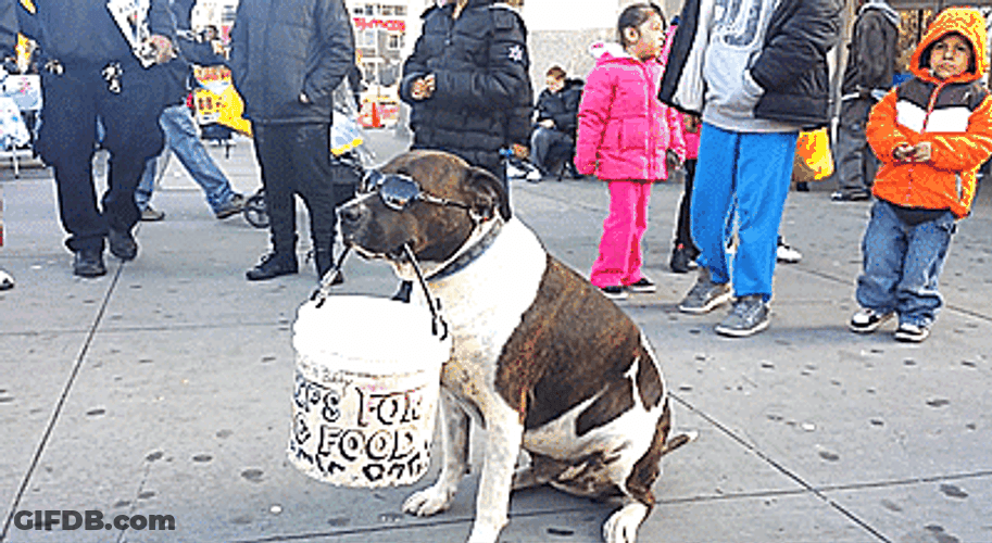Cute Dog Begging For Money Donation GIF