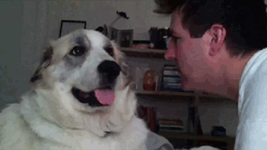 Cute Dog Bitch Slap Owner GIF