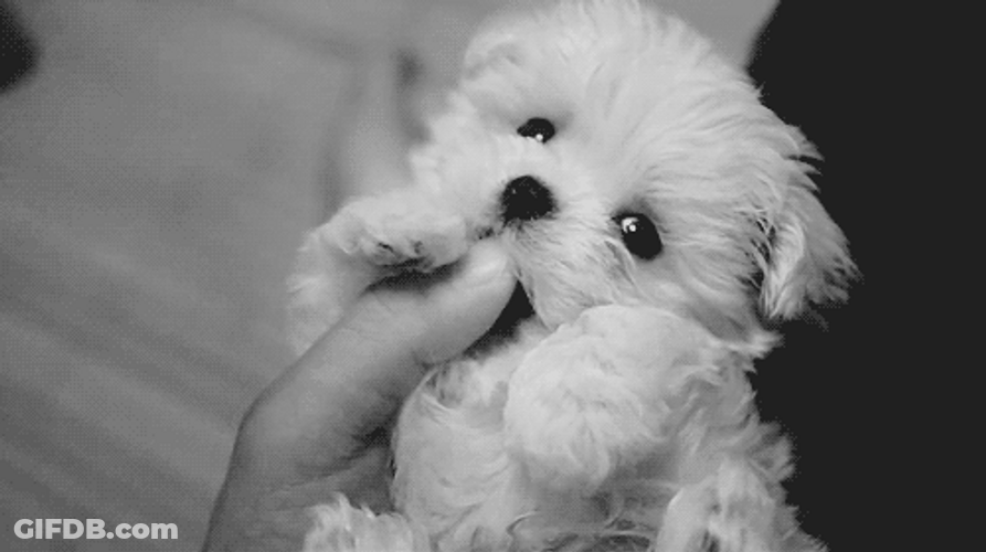Cute Dog Blink Bite GIF