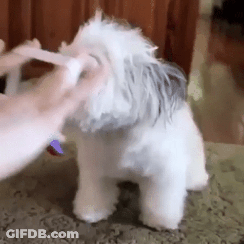 Cute Dog Blue Ribbon Grooming GIF